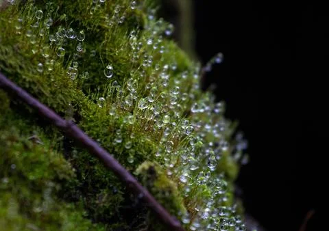 Dewdrops in the moss Stock Photos