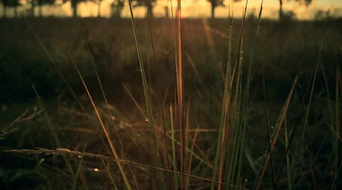 The dewdrops on the pedicles. Stock Footage 34380216