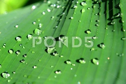 Dewdrops Stock Photos