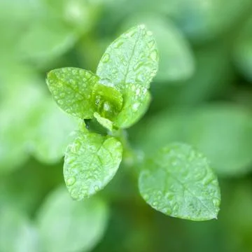 Dewdrops Stock Photos
