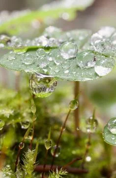 Dewdrops Stock Photos