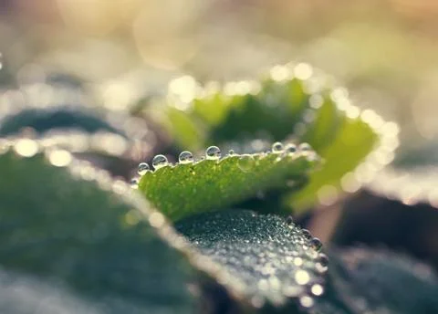 Dewdrops Stock Photos