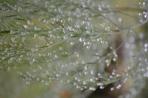 Dewdrops 스톡 사진