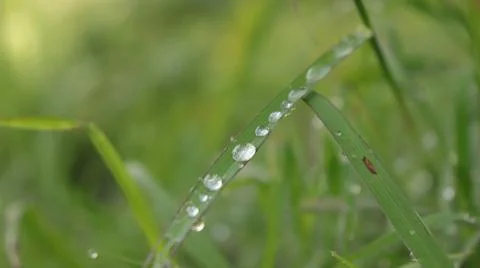 Dewdrops Stock Photos