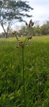Dewdrops Stock Photos