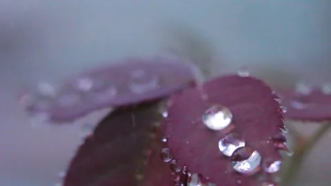 Dewdrops on Purple Flower Buds 库存影片 337936932