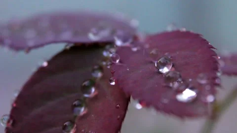 Dewdrops on Purple Leaf Plant 스톡 동영상 338235153