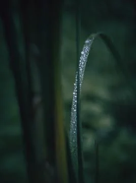 Dewdrops on a Single Blade of Grass in Soft Light Stock Photos