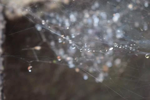 Dewdrops sparkling on a delicate spider web - view 02 Stock Photos