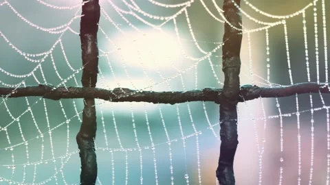 Dewdrops on Spider Web and Rusty Fence Видео 345648863