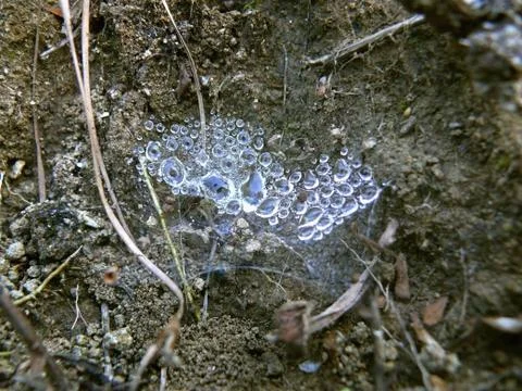 Dewdrops on spider web, India Foto stock