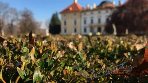 Dewdrops on spiderweb in boxwood bush and Austerlitz castle Stock Footage 98317097