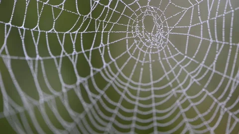 Dewdrops on a spiderweb Stock Footage 142755372