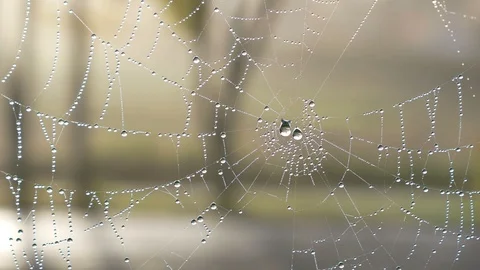 The dewdrops on spiderweb at morning Stock Footage 94994825