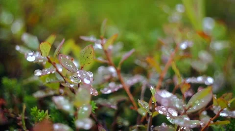 Dewdrops in Summer on the Grass Stock-Footage 58586595