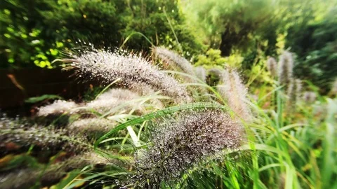 Dewdrops in the sun Vídeos de archivo 118154541