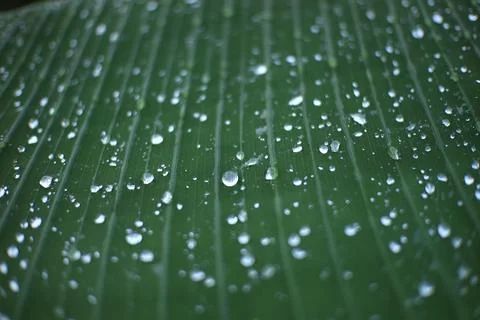 Dewdrops on the surface of the leaves Stock Photos