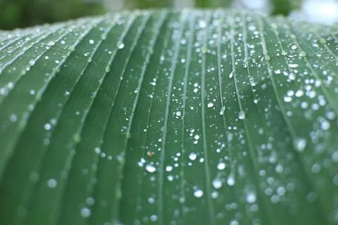 Dewdrops on the surface of the leaves Stock Photos
