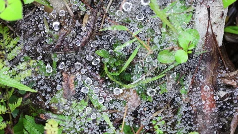 Dewdrops on web in grass. Stock Footage 305836531