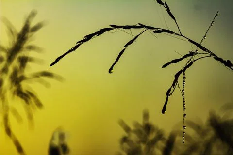 Dewdrops on a web of grass hanging from stems of grass glisten in the light o Stock Photos