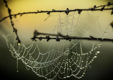 Dewdrops on a web of grass hanging from stems of grass glisten in the light o Stock Photos