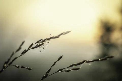 Dewdrops on a web of grass hanging from stems of grass glisten in the light o Stock Photos