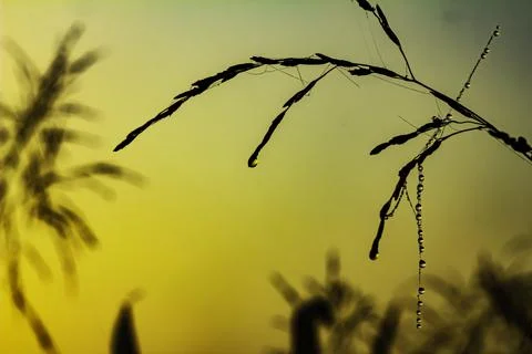 Dewdrops on a web of grass hanging from stems of grass glisten in the light o Stock Photos