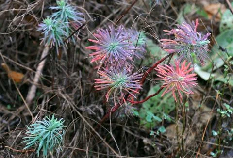 Dewdrops on wild flowers in the fall Stock Photos