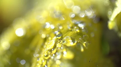 Dewdrops on a yellow flower in slowmotion Stock-Footage 55526233
