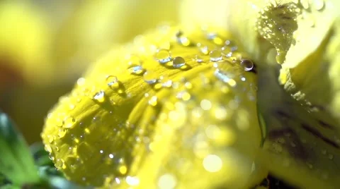 Dewdrops on a yellow flower in slowmotion Video stock 55526309