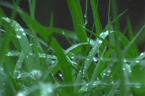Dewfall on Grass 1 Vídeo Stock 124767