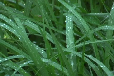 Dewfall on Grass 2 Vídeo Stock 124762