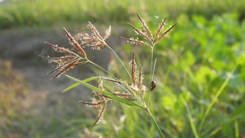 DewKissed Grass with Insect Stock-Footage 326156496
