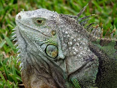 Dewlap on Display Stock Photos