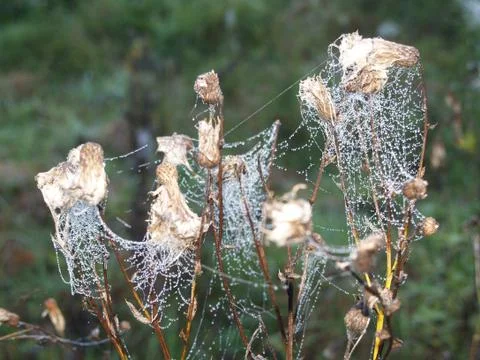 Dews in cobweb Foto stock
