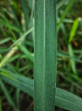 Dews on the leaf grass Stock Photos