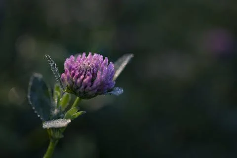 Dewy clover Stock Photos