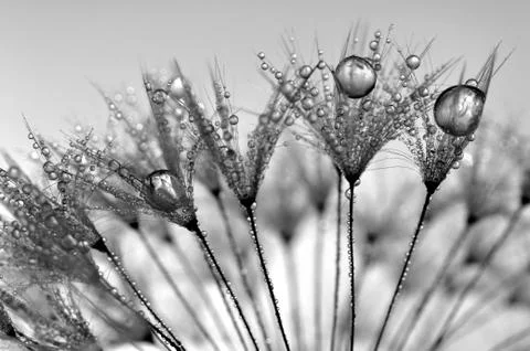 Dewy dandelion  Stock Photos