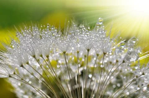 Dewy dandelion  Stock Photos