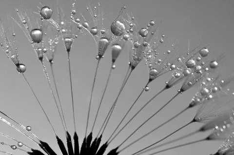 Dewy dandelion  Stock Photos