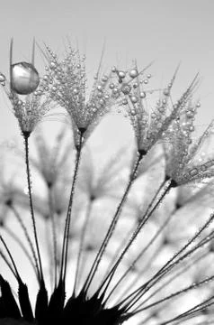 Dewy dandelion  Stock Photos
