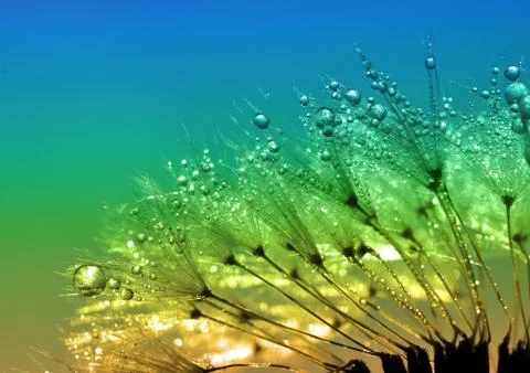 Dewy dandelion Stock Photos