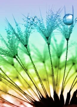 Dewy dandelion  Foto stock