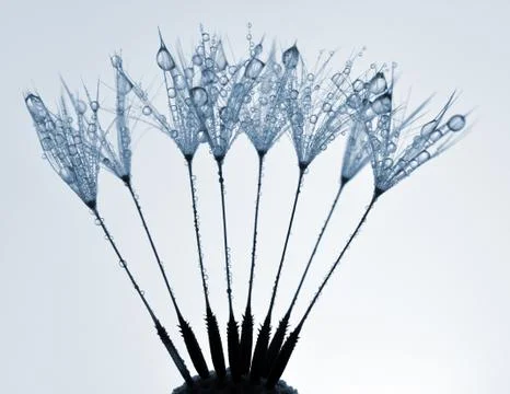 Dewy dandelion  Stock Photos