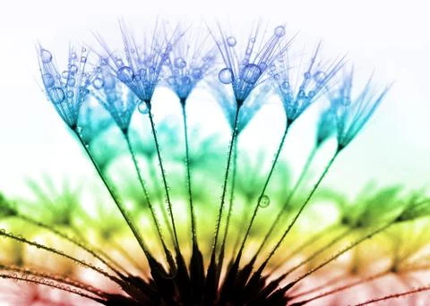 Dewy dandelion  Stock Photos