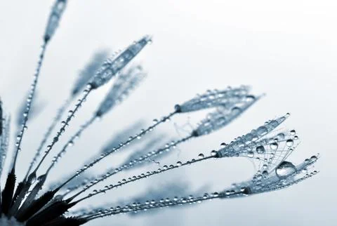 Dewy dandelion Stock Photos
