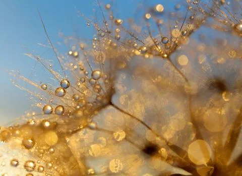 Dewy dandelion  Stock-Fotos