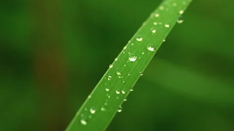 Dewy dew drops on green leaves Stock Footage 257529498