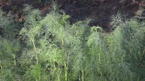 Dewy dill in garden Video stock 47501846