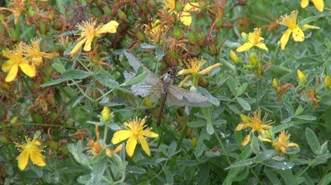 Dewy Dragonfly on St Johns Wort Stock-Footage 67664969